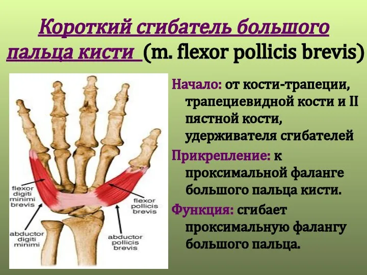 Короткий сгибатель большого пальца кисти (m. flexor pollicis brevis) Начало: от кости-трапеции,
