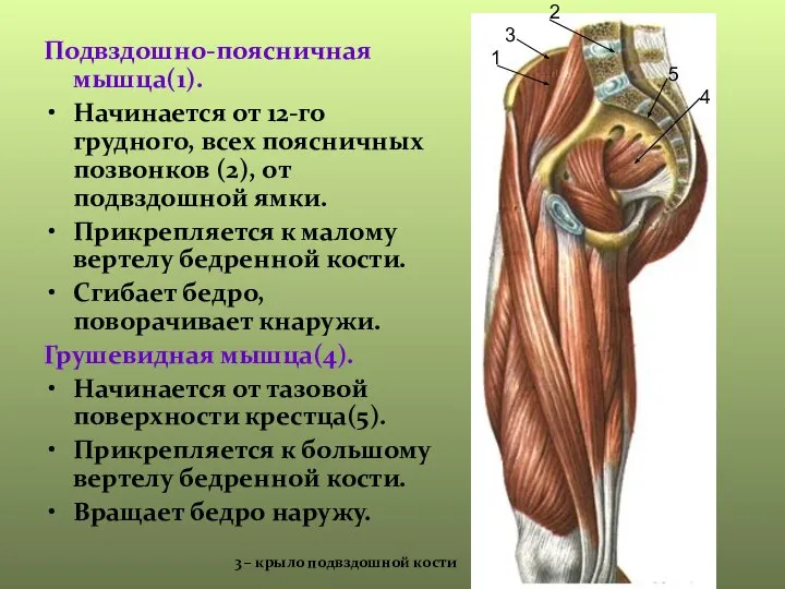 Подвздошно-поясничная мышца(1). Начинается от 12-го грудного, всех поясничных позвонков (2), от подвздошной