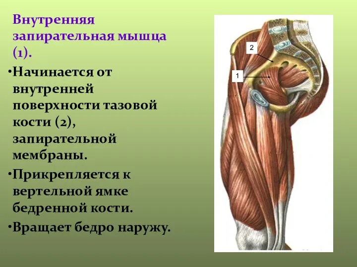 Внутренняя запирательная мышца(1). Начинается от внутренней поверхности тазовой кости (2), запирательной мембраны.