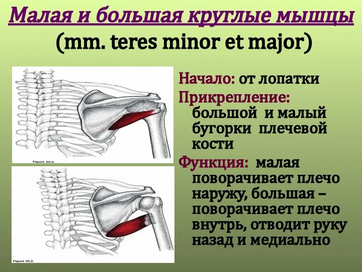 Малая и большая круглые мышцы (mm. teres minor et major) Начало: от