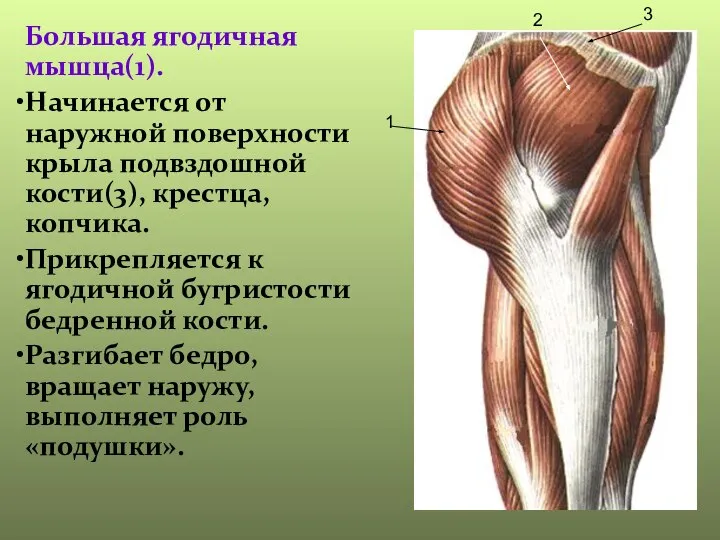 Большая ягодичная мышца(1). Начинается от наружной поверхности крыла подвздошной кости(3), крестца, копчика.