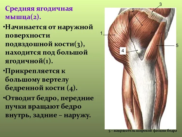 Средняя ягодичная мышца(2). Начинается от наружной поверхности подвздошной кости(3), находится под большой