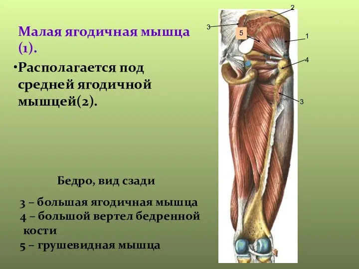 Малая ягодичная мышца (1). Располагается под средней ягодичной мышцей(2). 1 2 3