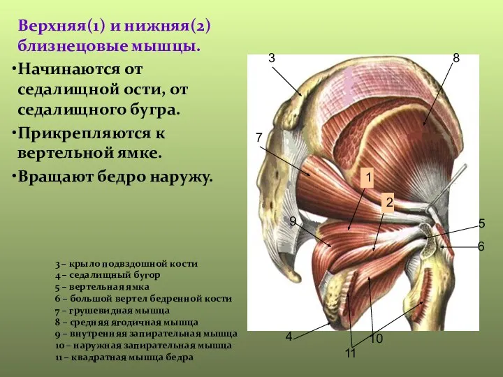 Верхняя(1) и нижняя(2) близнецовые мышцы. Начинаются от седалищной ости, от седалищного бугра.