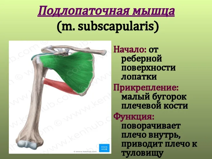 Подлопаточная мышца (m. subscapularis) Начало: от реберной поверхности лопатки Прикрепление: малый бугорок