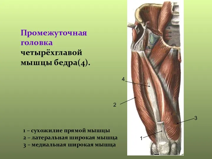 Промежуточная головка четырёхглавой мышцы бедра(4). 1 1 – сухожилие прямой мышцы 2
