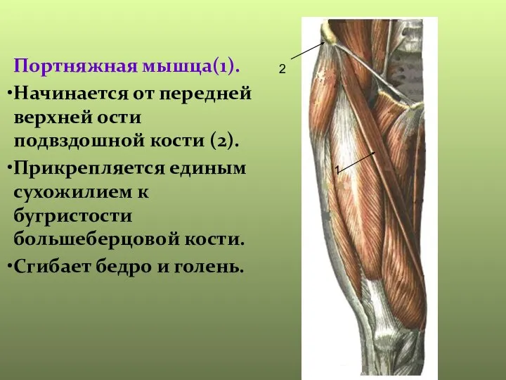 Портняжная мышца(1). Начинается от передней верхней ости подвздошной кости (2). Прикрепляется единым