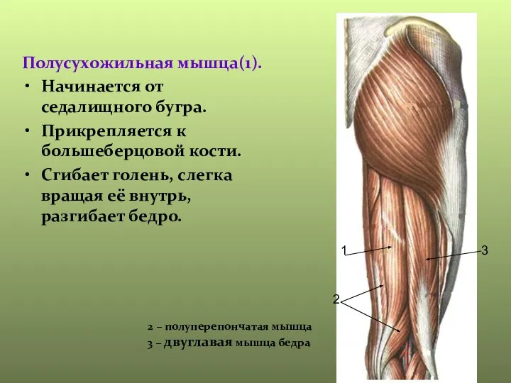 Полусухожильная мышца(1). Начинается от седалищного бугра. Прикрепляется к большеберцовой кости. Сгибает голень,