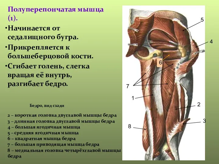 Полуперепончатая мышца(1). Начинается от седалищного бугра. Прикрепляется к большеберцовой кости. Сгибает голень,