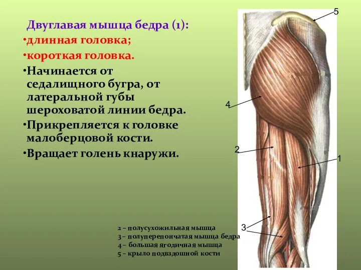 Двуглавая мышца бедра (1): длинная головка; короткая головка. Начинается от седалищного бугра,