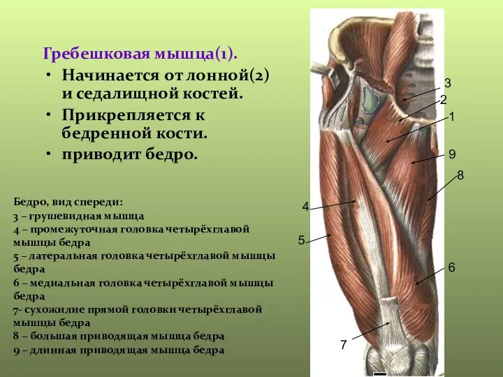 Гребешковая мышца(1). Начинается от лонной(2) и седалищной костей. Прикрепляется к бедренной кости.