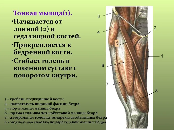 Тонкая мышца(1). Начинается от лонной (2) и седалищной костей. Прикрепляется к бедренной