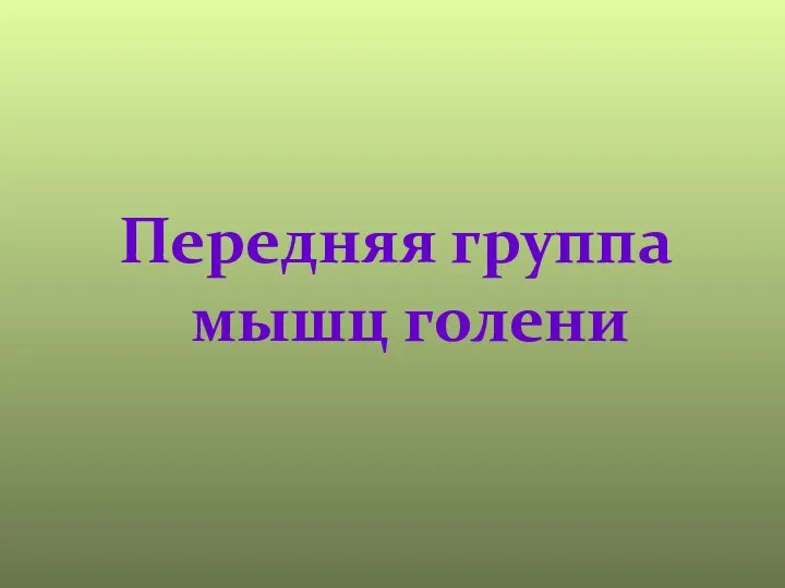 Передняя группа мышц голени