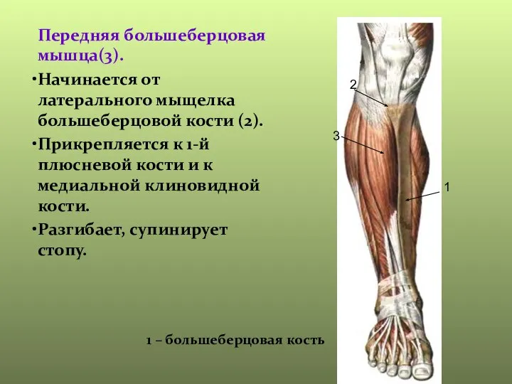 Передняя большеберцовая мышца(3). Начинается от латерального мыщелка большеберцовой кости (2). Прикрепляется к