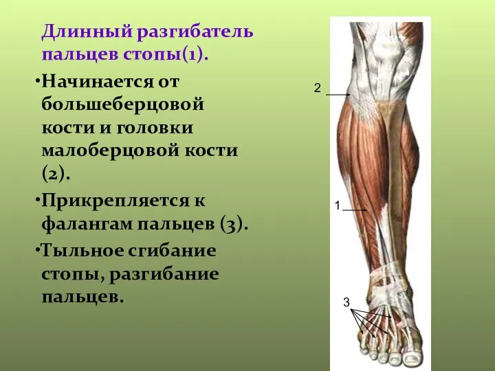 Длинный разгибатель пальцев стопы(1). Начинается от большеберцовой кости и головки малоберцовой кости
