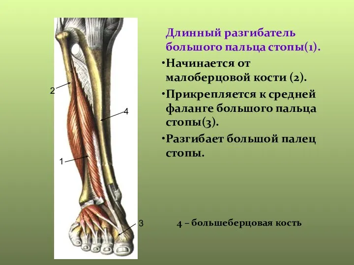 Длинный разгибатель большого пальца стопы(1). Начинается от малоберцовой кости (2). Прикрепляется к