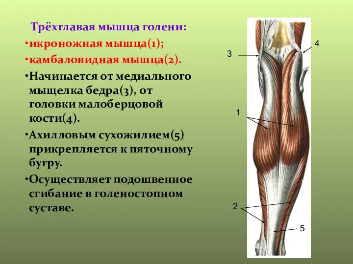 1 2 3 4 5 Трёхглавая мышца голени: икроножная мышца(1); камбаловидная мышца(2).