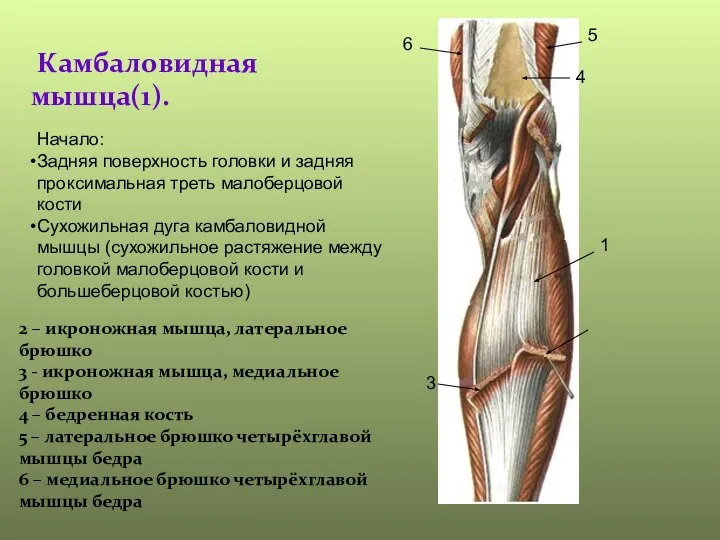 Камбаловидная мышца(1). 1 2 – икроножная мышца, латеральное брюшко 3 - икроножная