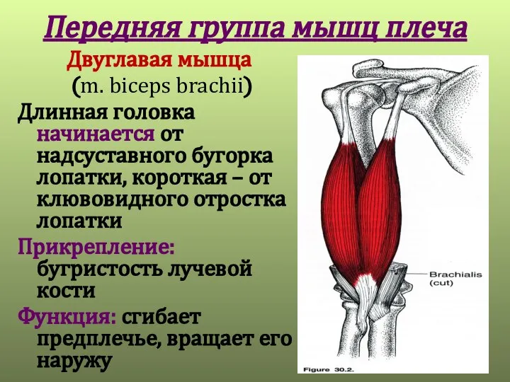 Передняя группа мышц плеча Двуглавая мышца (m. biceps brachii) Длинная головка начинается