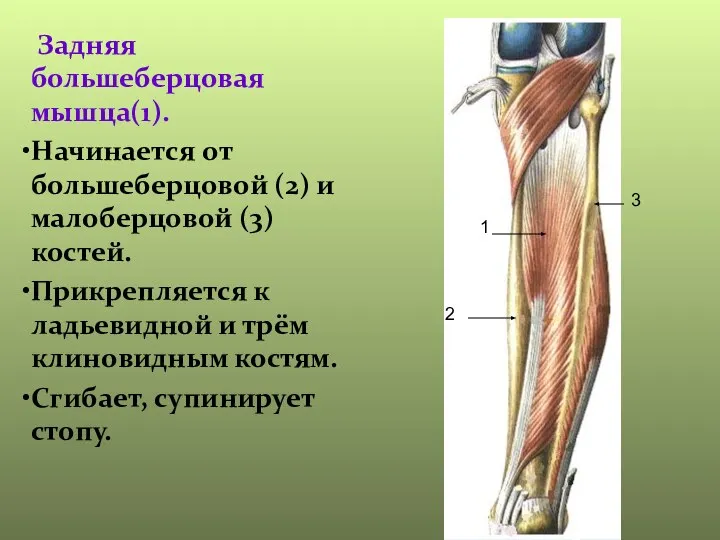 Задняя большеберцовая мышца(1). Начинается от большеберцовой (2) и малоберцовой (3) костей. Прикрепляется
