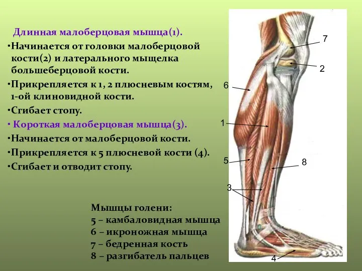 1 2 3 4 5 6 7 8 Мышцы голени: 5 –