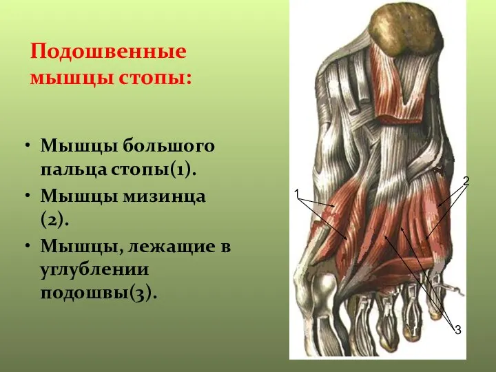 Подошвенные мышцы стопы: Мышцы большого пальца стопы(1). Мышцы мизинца(2). Мышцы, лежащие в