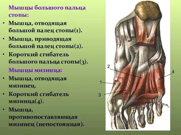 Мышцы большого пальца стопы: Мышца, отводящая большой палец стопы(1). Мышца, приводящая большой