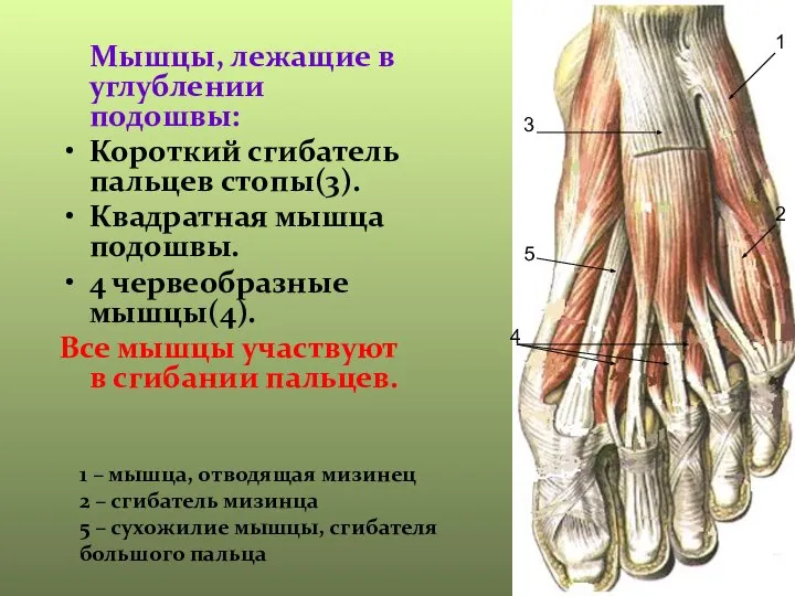 Мышцы, лежащие в углублении подошвы: Короткий сгибатель пальцев стопы(3). Квадратная мышца подошвы.