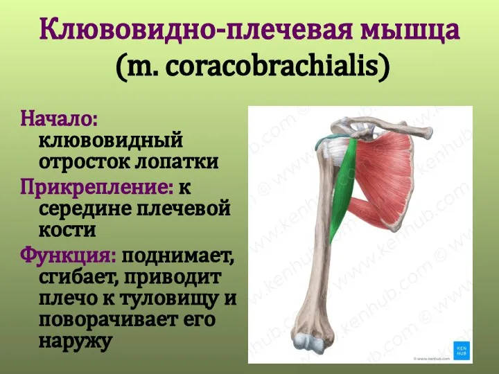 Клювовидно-плечевая мышца (m. coracobrachialis) Начало: клювовидный отросток лопатки Прикрепление: к середине плечевой