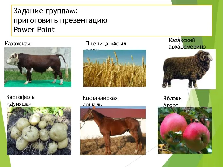 Задание группам: приготовить презентацию Power Point Казахская белоголовая Пшеница «Асыл сапа» Казахский