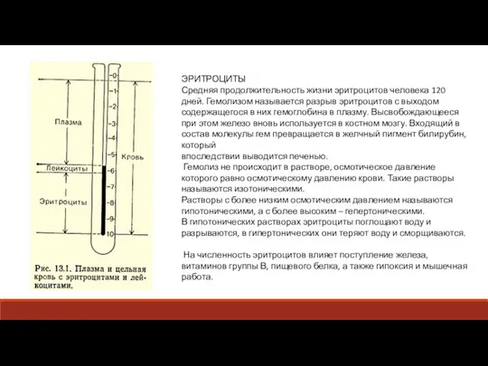 ЭРИТРОЦИТЫ Средняя продолжительность жизни эритроцитов человека 120 дней. Гемолизом называется разрыв эритроцитов