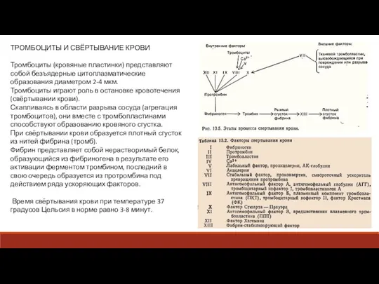 ТРОМБОЦИТЫ И СВЁРТЫВАНИЕ КРОВИ Тромбоциты (кровяные пластинки) представляют собой безъядерные цитоплазматические образования