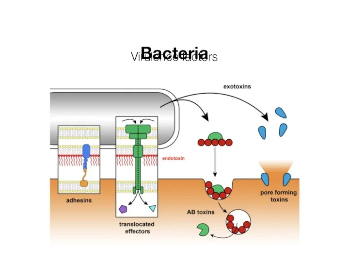 Virulence factors Bacteria