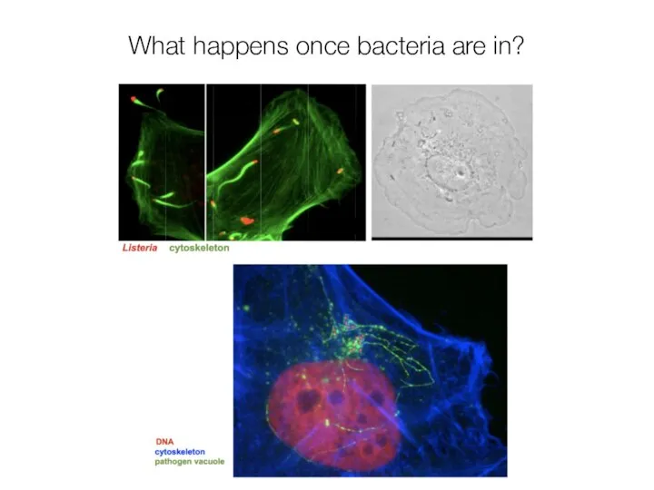 What happens once bacteria are in?