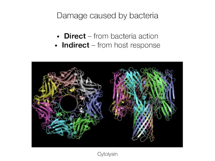 Damage caused by bacteria Direct – from bacteria action Indirect – from host response Cytolysin