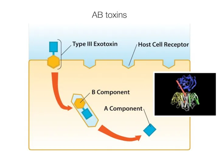 AB toxins