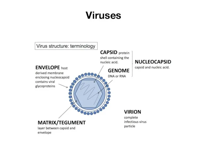 Viruses