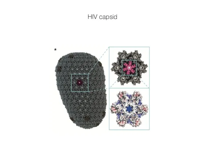 HIV capsid