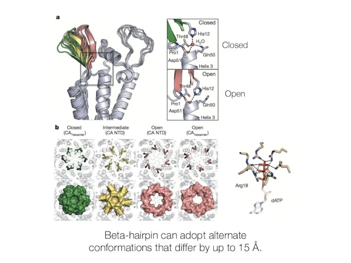 Beta-hairpin can adopt alternate conformations that differ by up to 15 Å. Closed Open