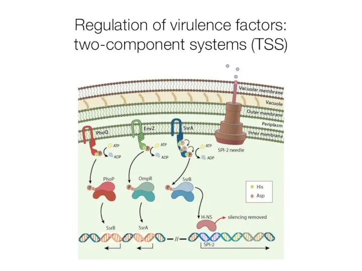 Regulation of virulence factors: two-component systems (TSS)