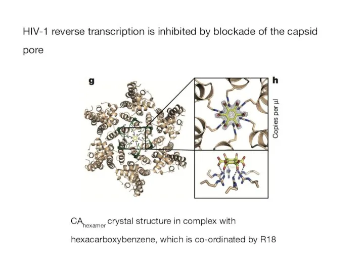 HIV-1 reverse transcription is inhibited by blockade of the capsid pore CAhexamer