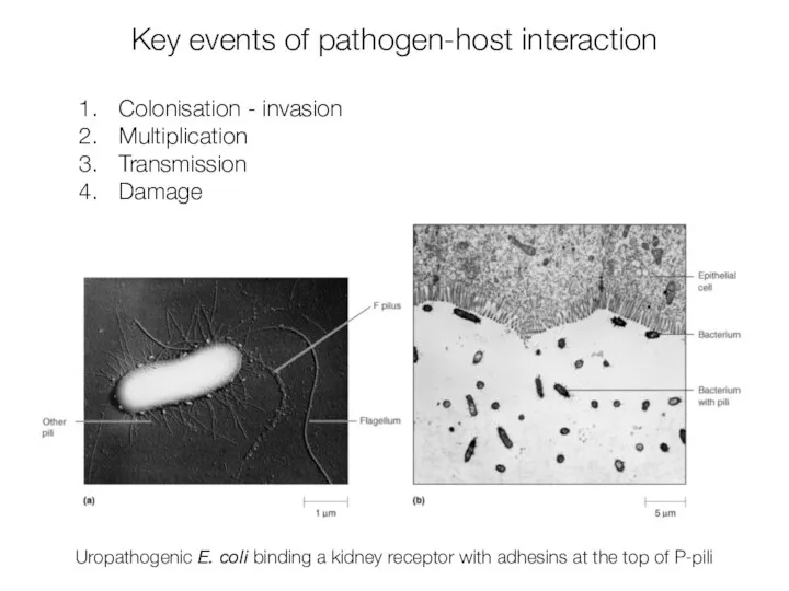 Key events of pathogen-host interaction Colonisation - invasion Multiplication Transmission Damage Uropathogenic
