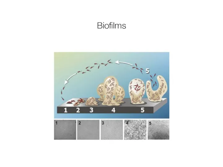 Biofilms