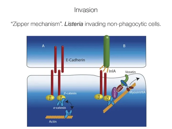 Invasion “Zipper mechanism”. Listeria invading non-phagocytic cells. ?-catenin ?-catenin