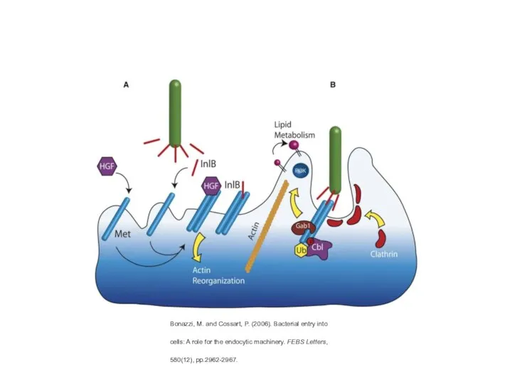 Bonazzi, M. and Cossart, P. (2006). Bacterial entry into cells: A role