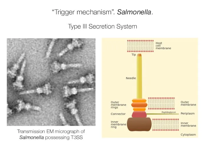 “Trigger mechanism”. Salmonella. Type III Secretion System Transmission EM micrograph of Salmonella possessing T3SS
