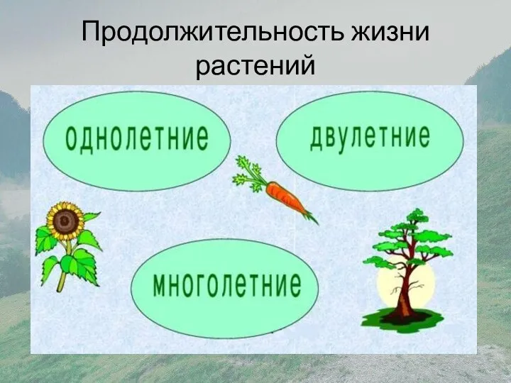 Продолжительность жизни растений