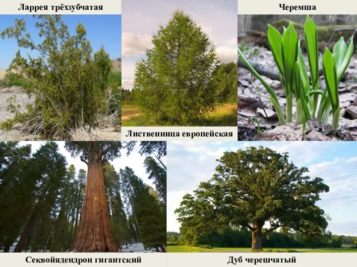 Ларрея трёхзубчатая Лиственница европейская Черемша Секвойядендрон гигантский Дуб черешчатый