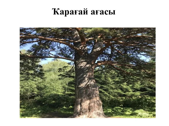 Ҡарағай ағасы