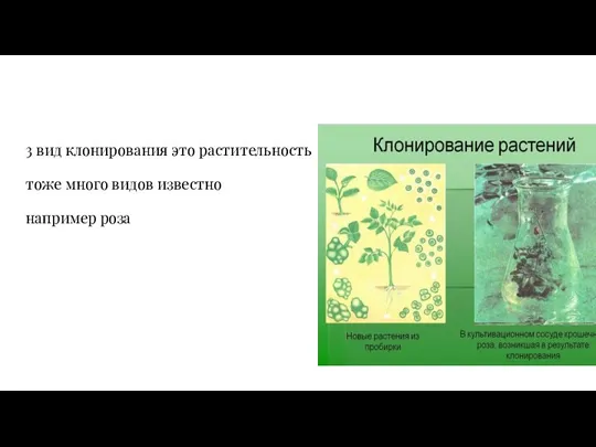 3 вид клонирования это растительность тоже много видов известно например роза